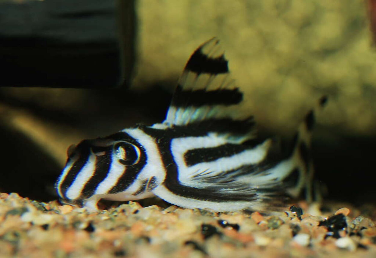 zebraplecoyngel 4 cm