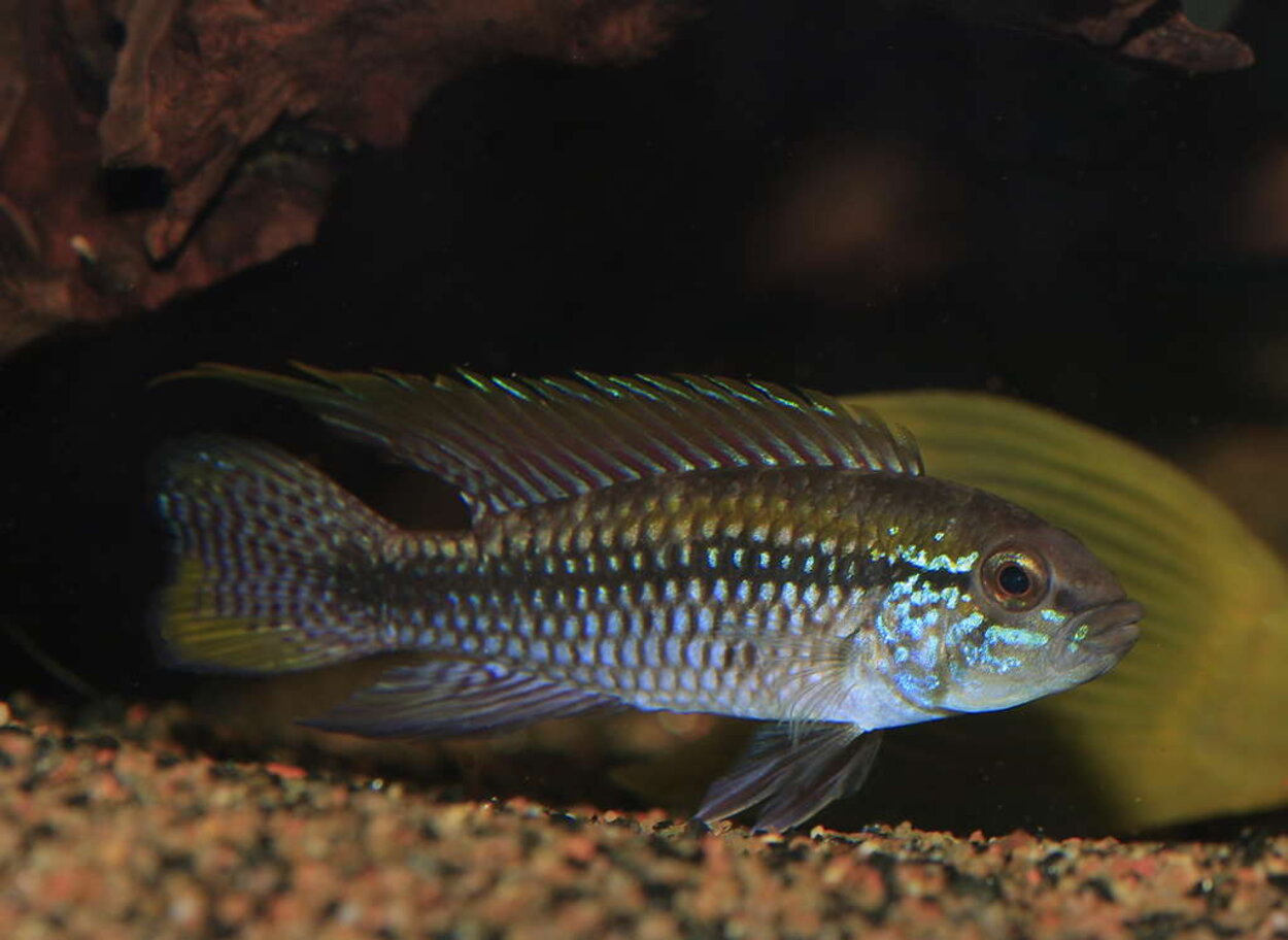 Apistogramma paucisquamis