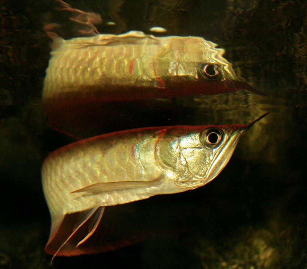 Arowana