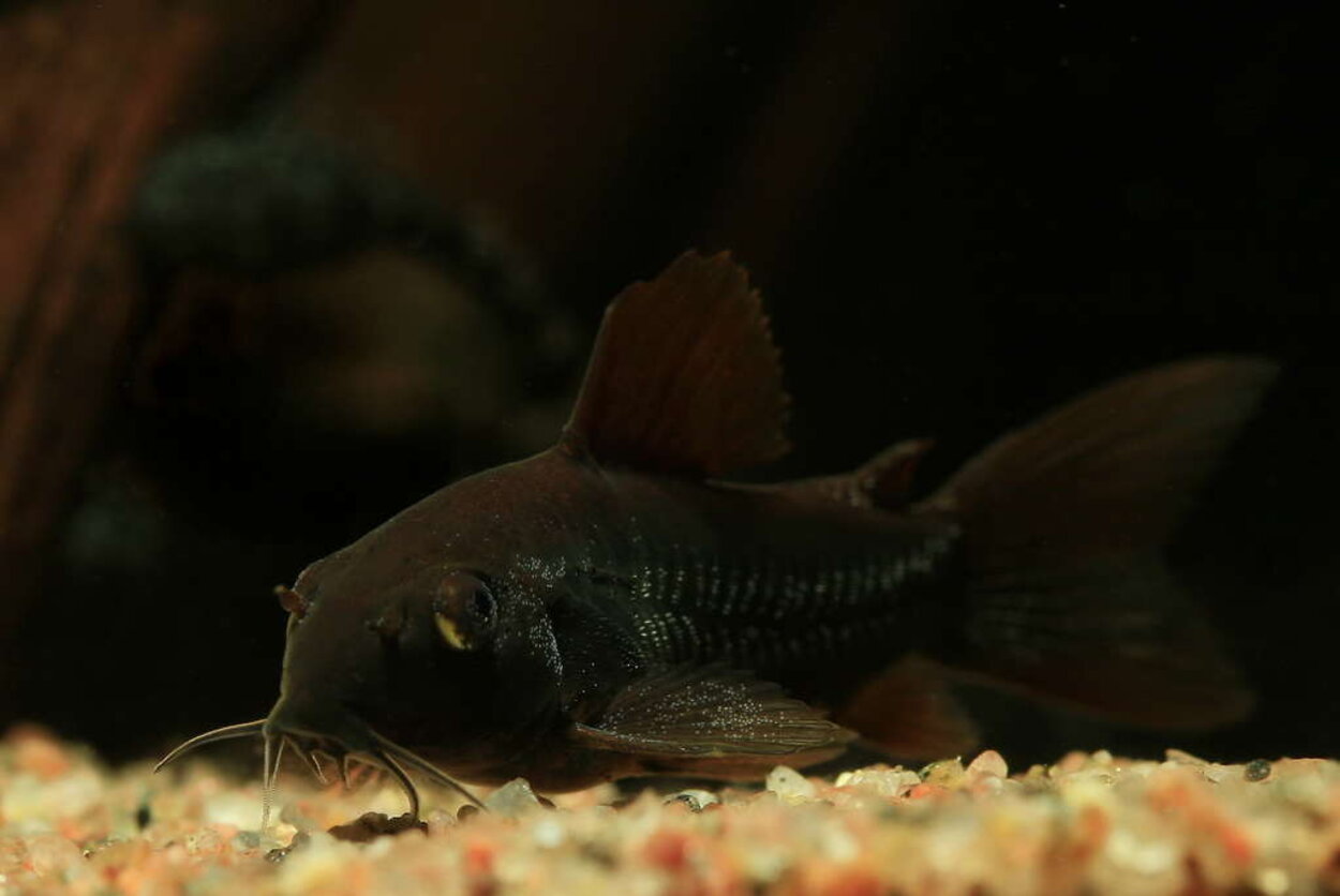 Corydoras sp. Venezuela Black