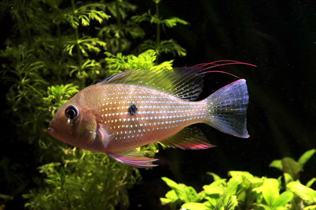 Acarichthys heckelii