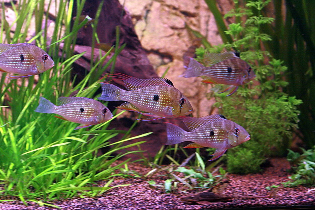 Acarichthys heckelii