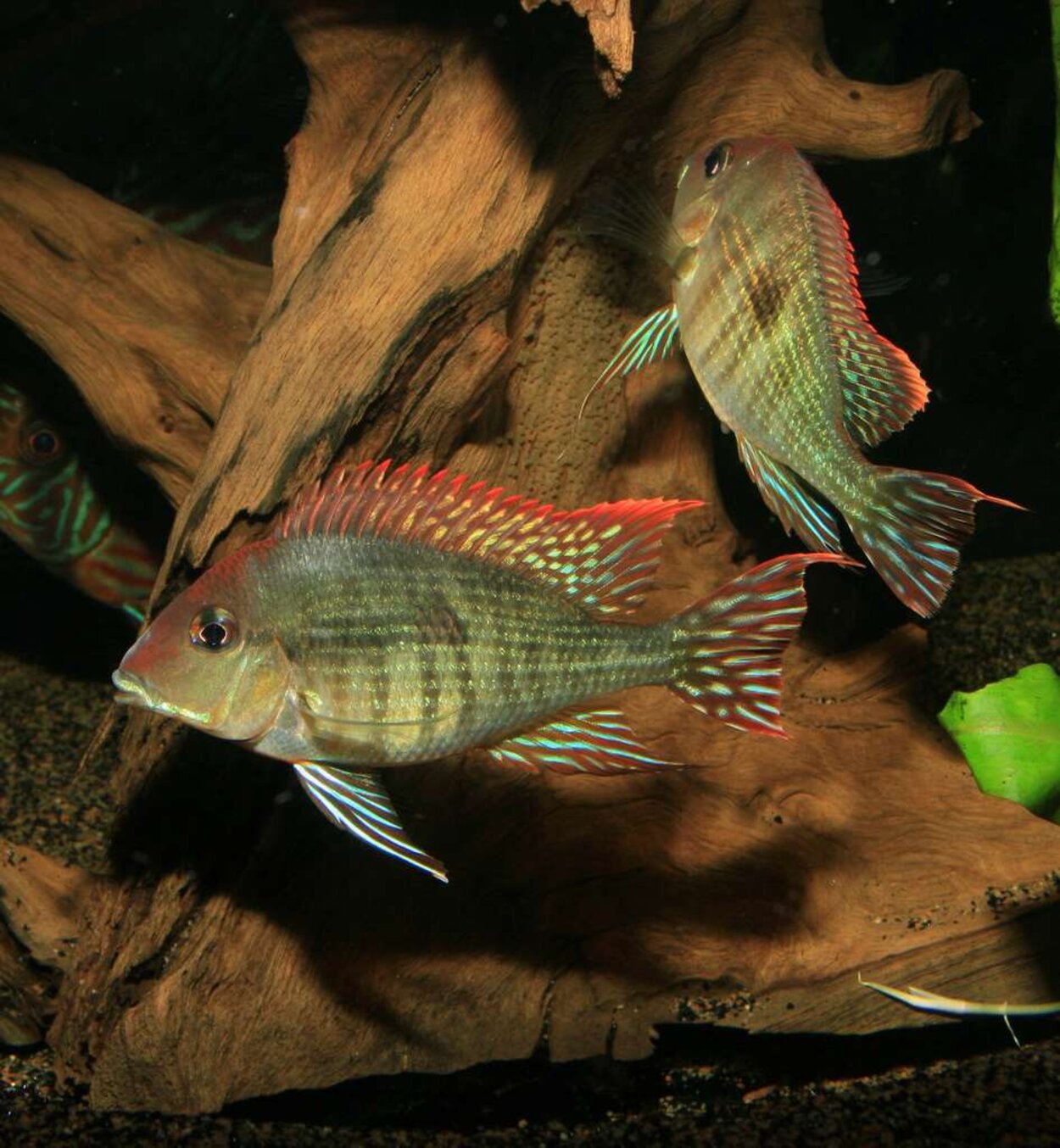 Geophagus sp. Tapajos red head lekpar