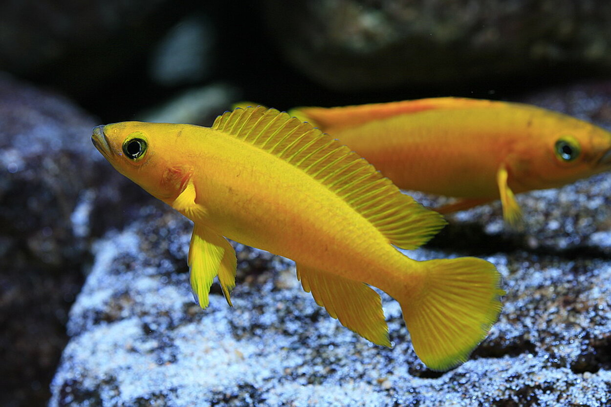 Neplamprologus leleupi