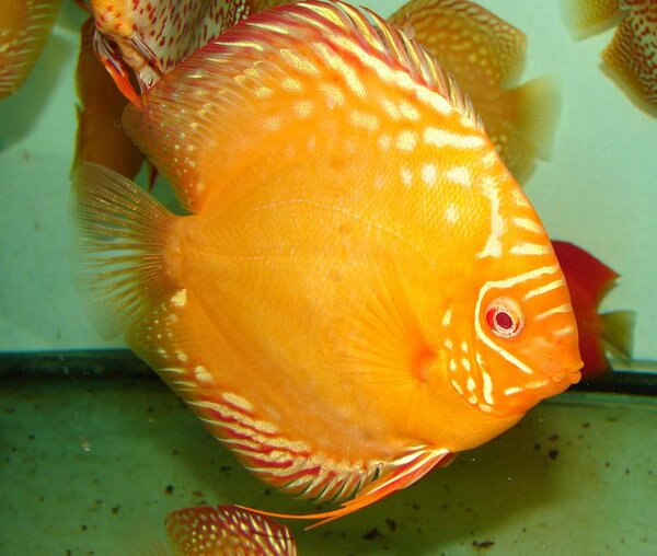 Golden albino diskus