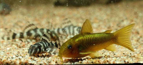 L333 och corydoras sp. green stripe