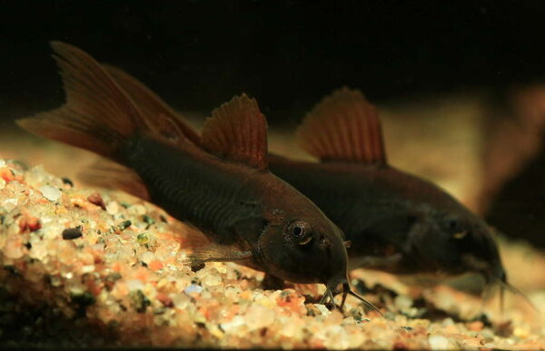 Corydoras sp. Venezuela Black