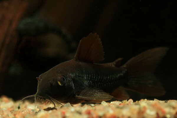 Corydoras sp. Venezuela Black