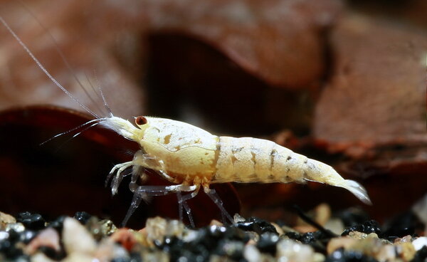 Golden bee shrimp