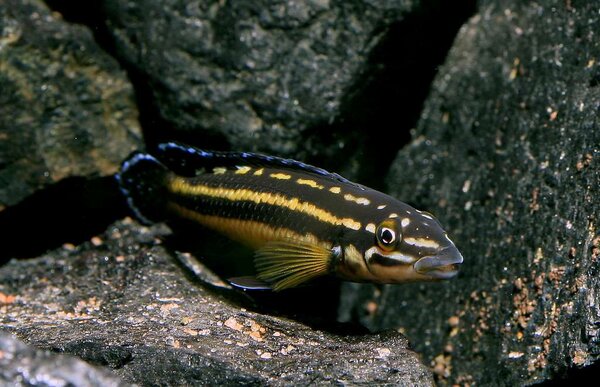 Julidochromis regani "kipili"