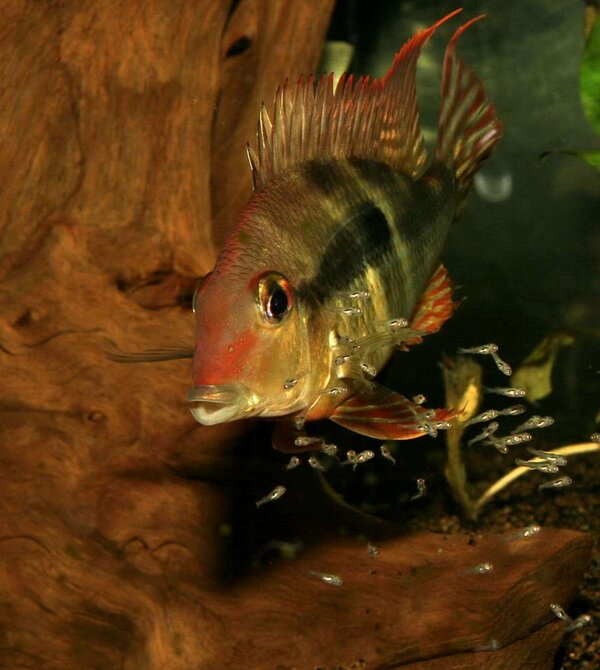 Geophagus sp. Tapajos Red Head