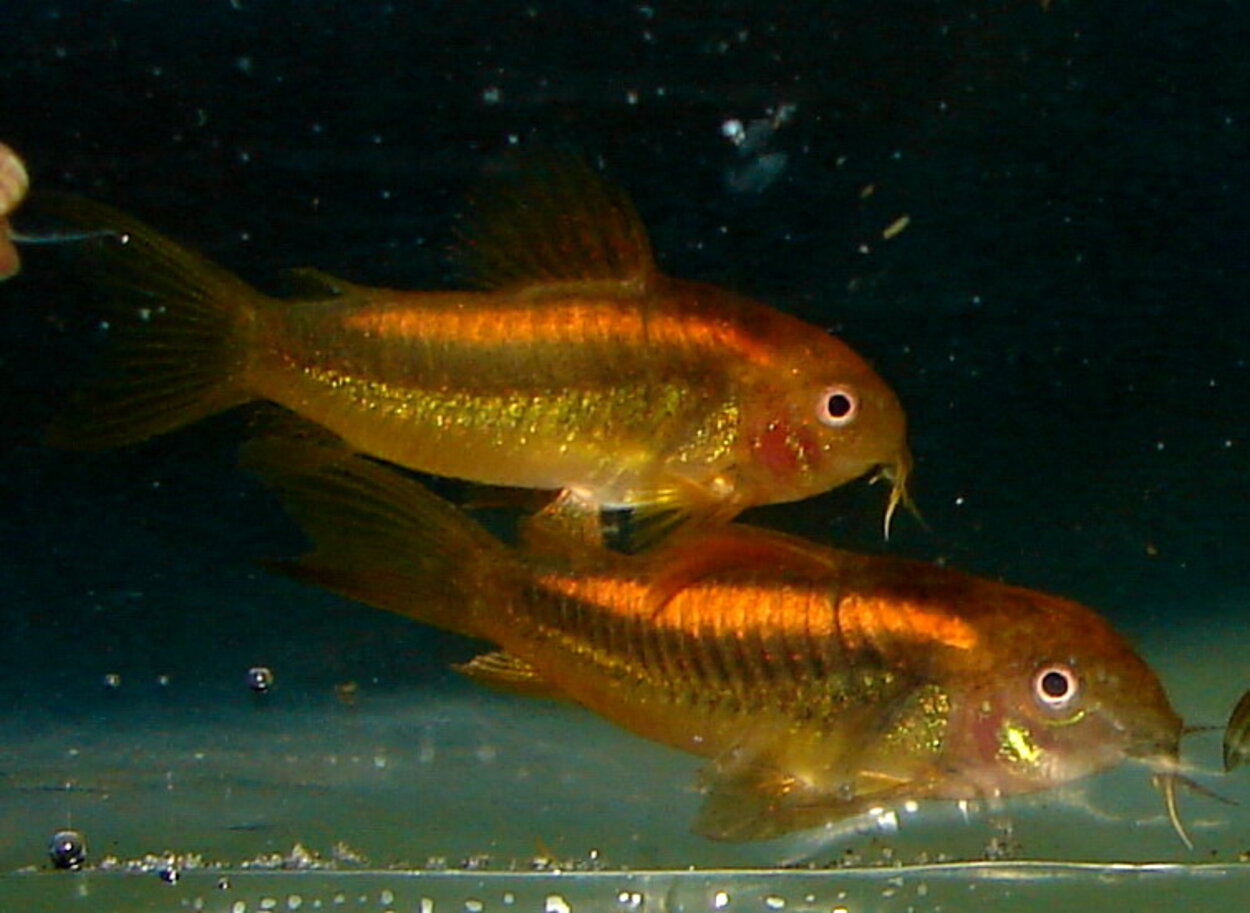 Corydoras sp. "red line"