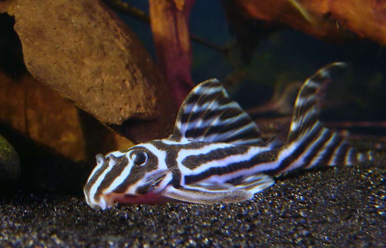 Hypancistrus zebra L 46