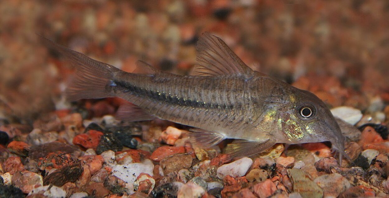 Scleromystax prionotus