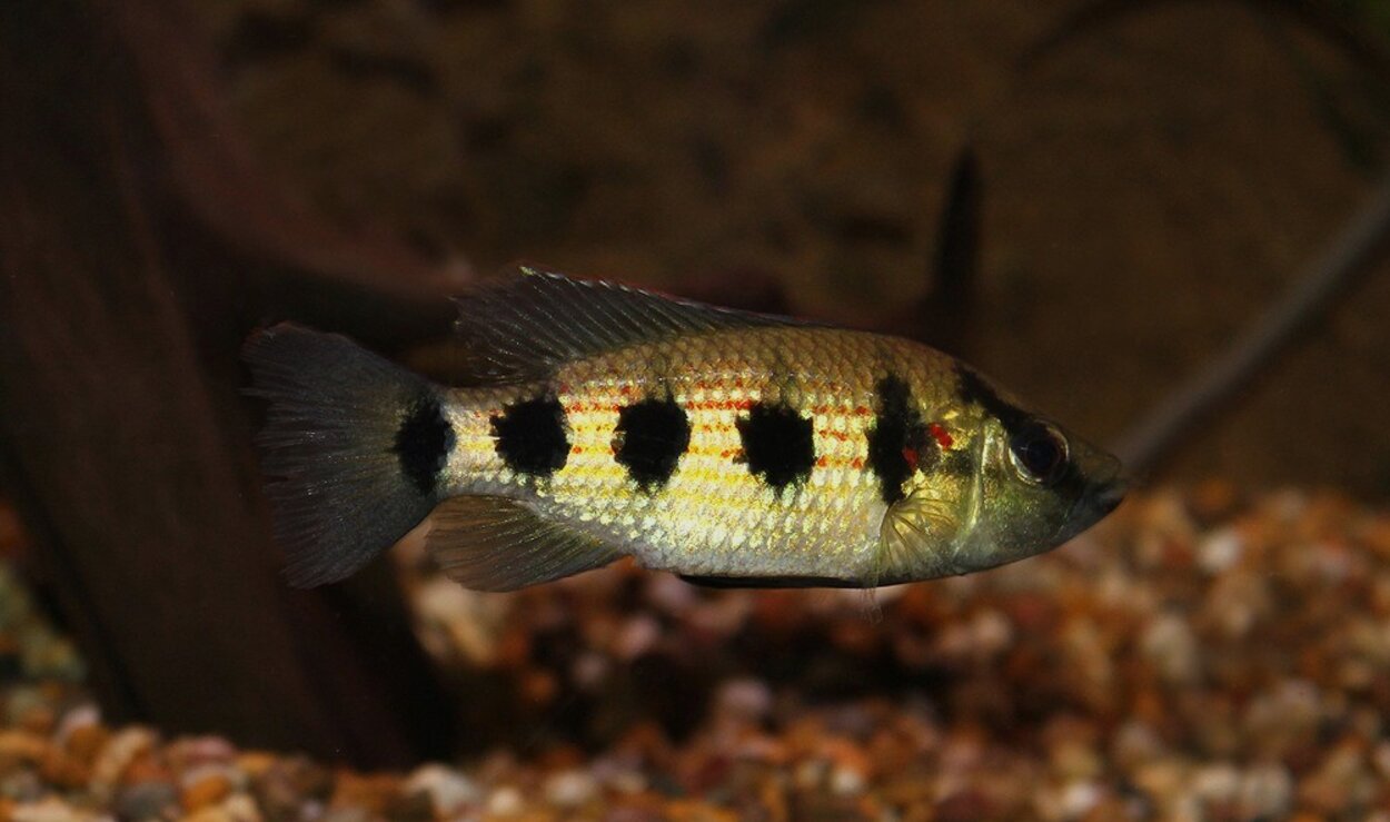 Hemichromis elongatus