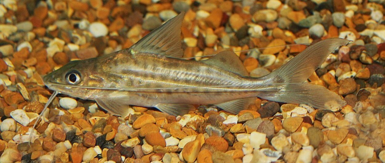 Pimelodus albofasciatus