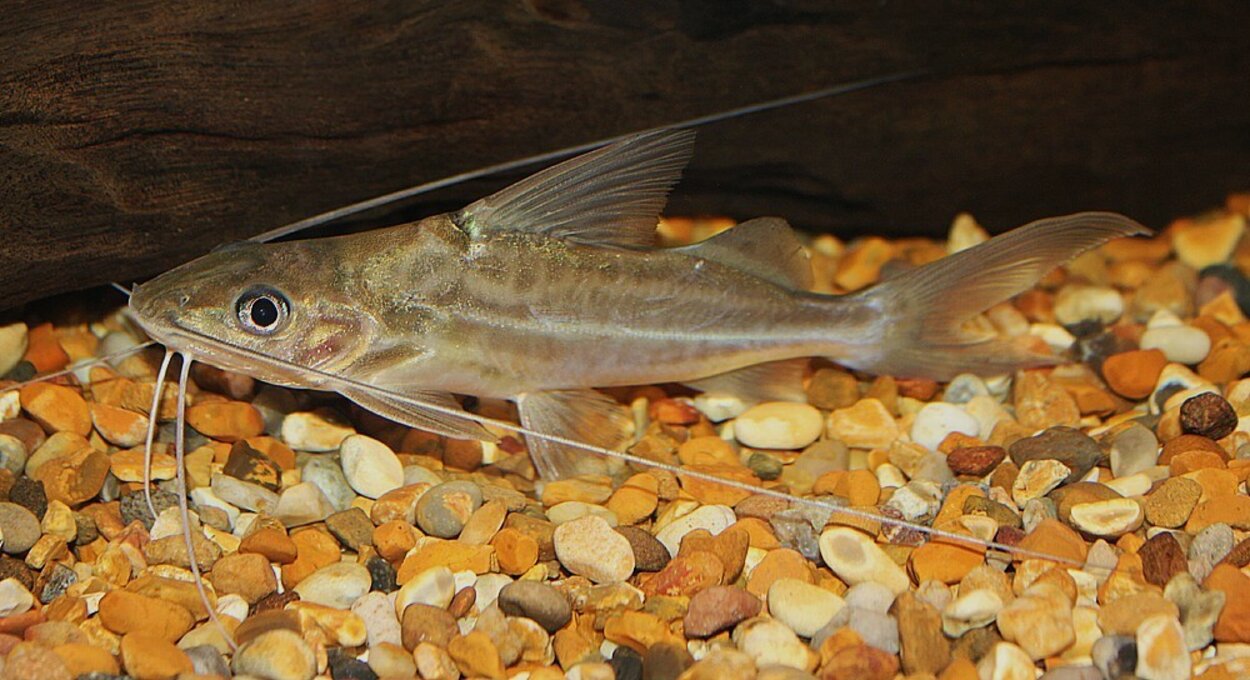 Pimelodus albofasciatus