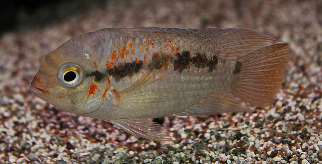 Krobia sp. Xingu