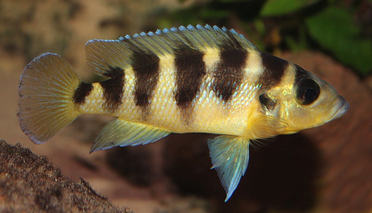 Neolamprologus sexfasciatus