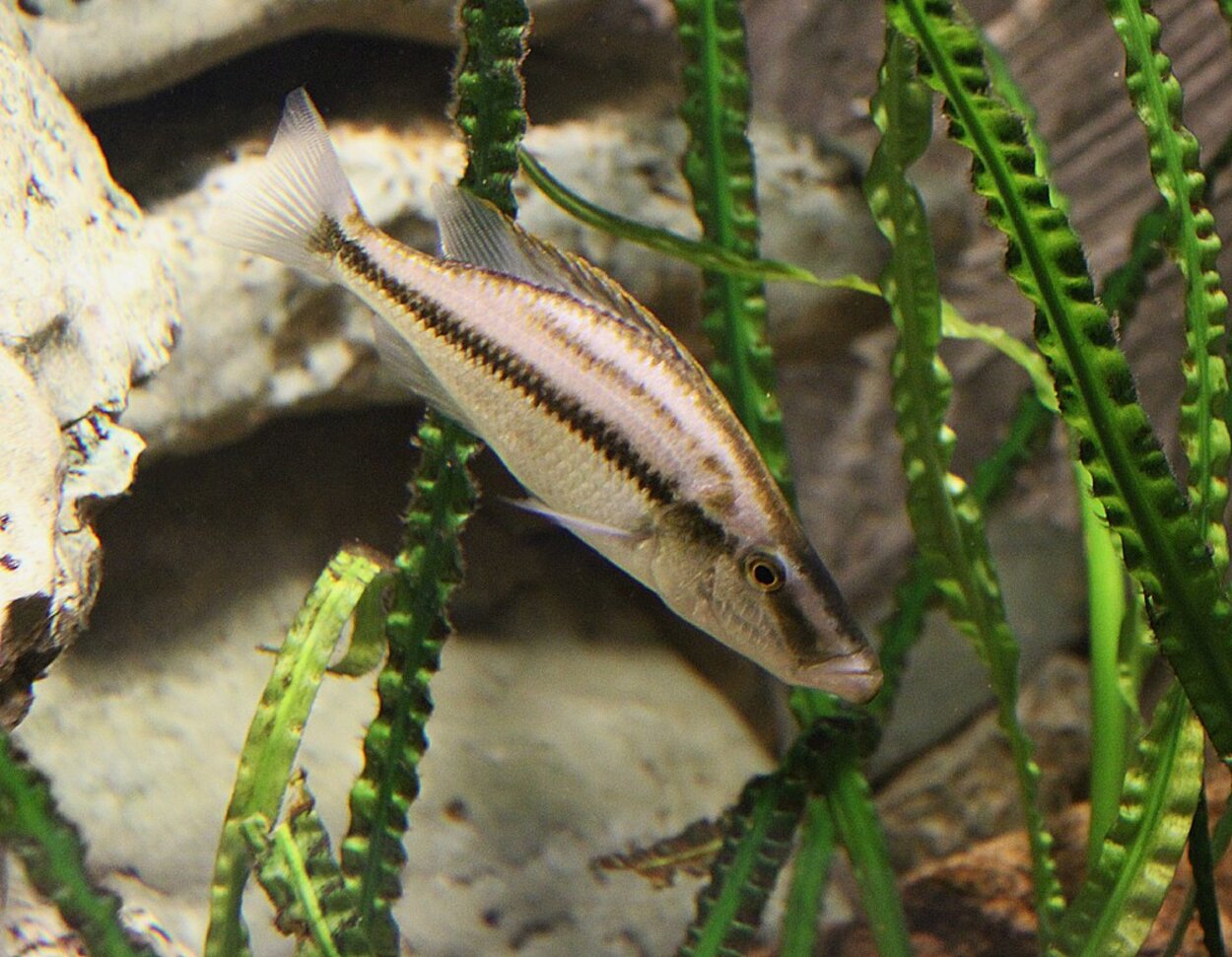 Dimidiochromis compressiceps