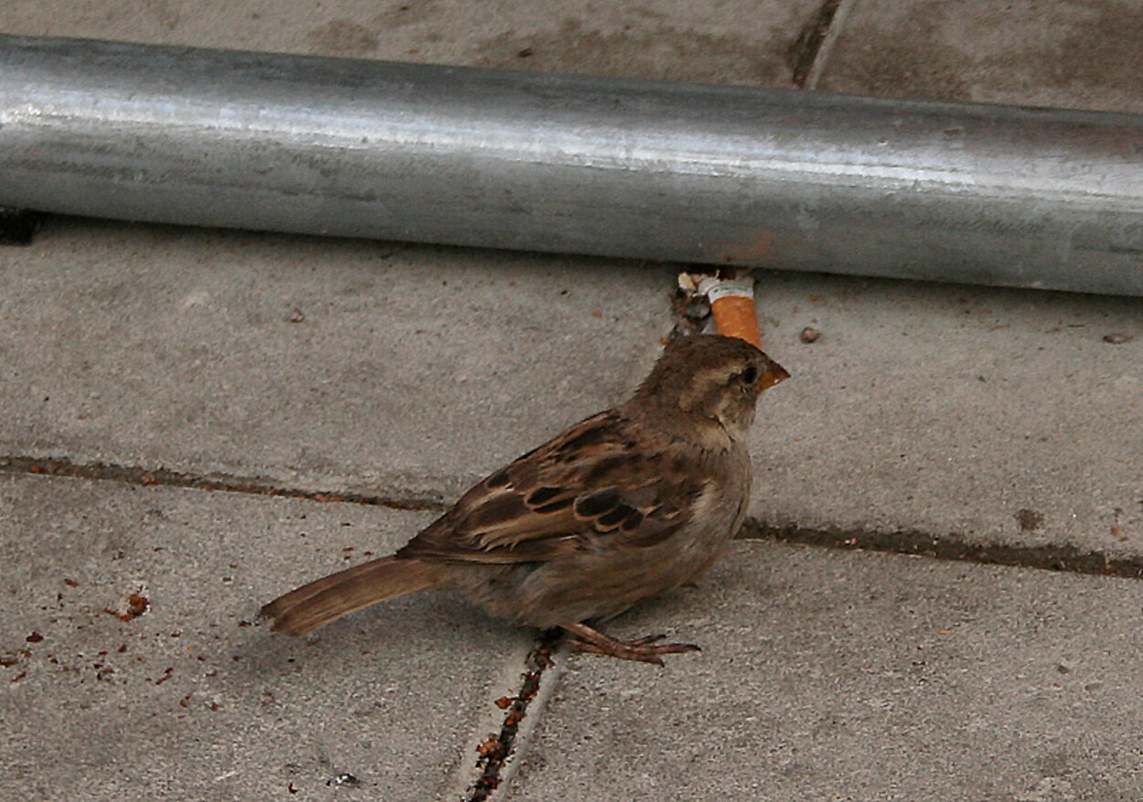 Rökningen ökar lavinartat