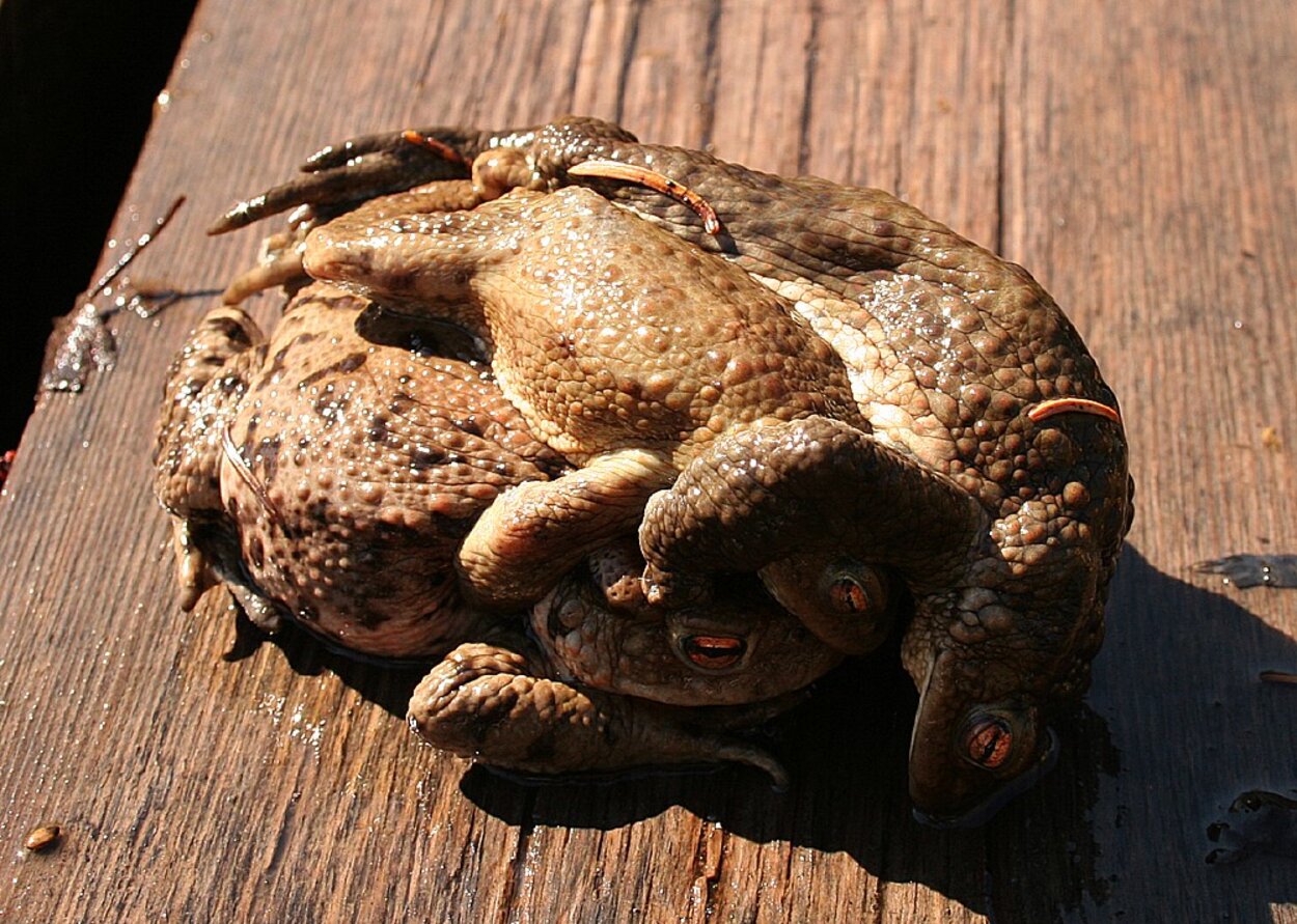 Bufo bufo trekant