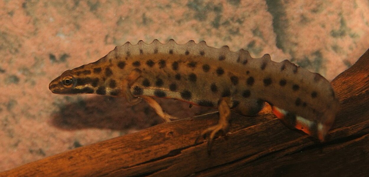 Lissotriton vulgaris