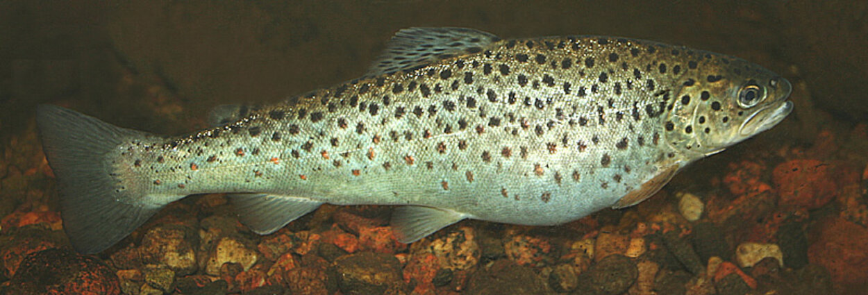 Salmo trutta