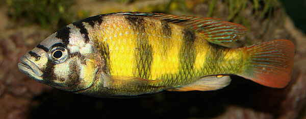 Stod som: Haplochromis nyerei rutti island.