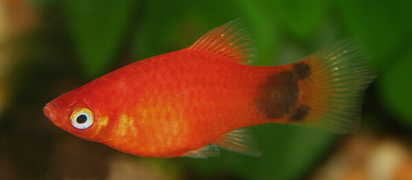 Platy