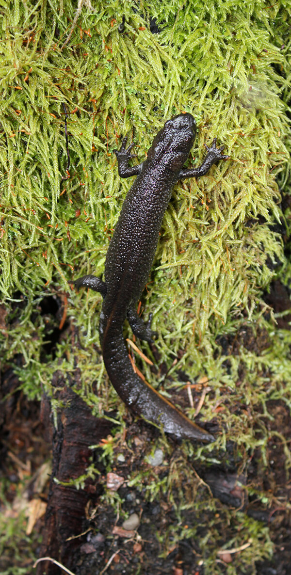Stor salamander hona