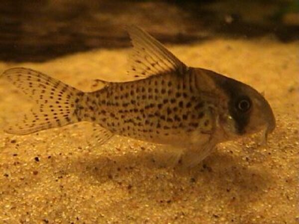 Corydoras ?