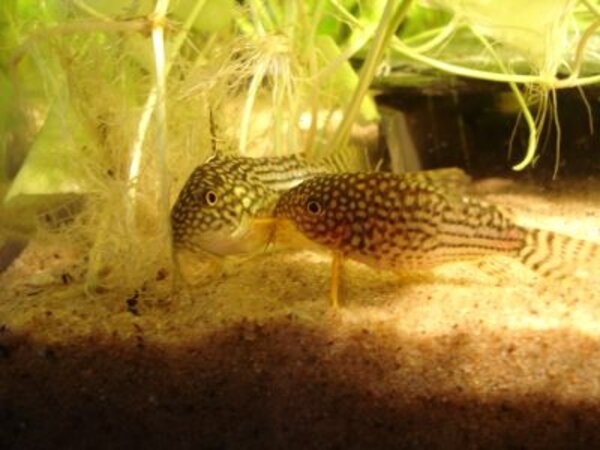 Corydoras sterbai i t-position