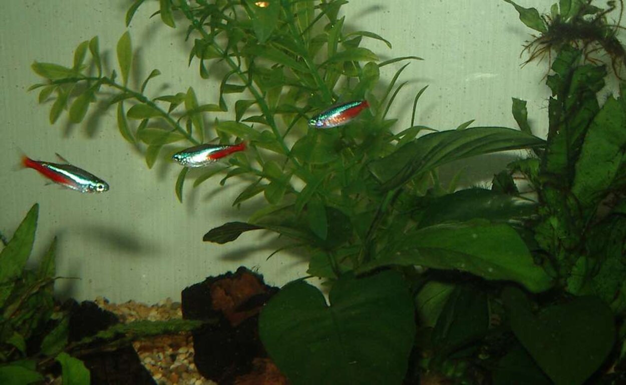 Neontetra