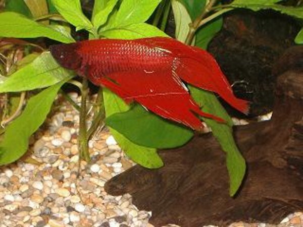 Betta splendens