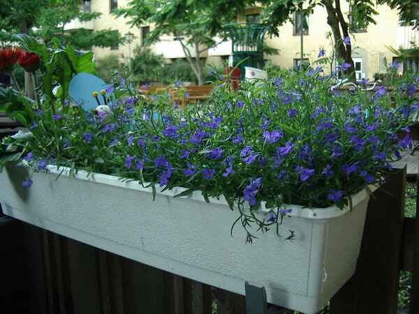 Lobelia:-)