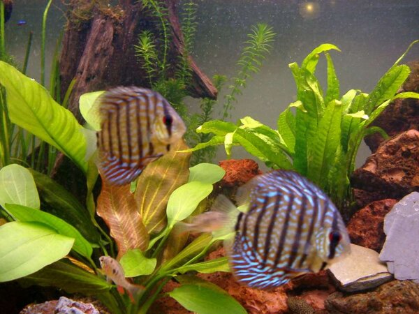 Discus