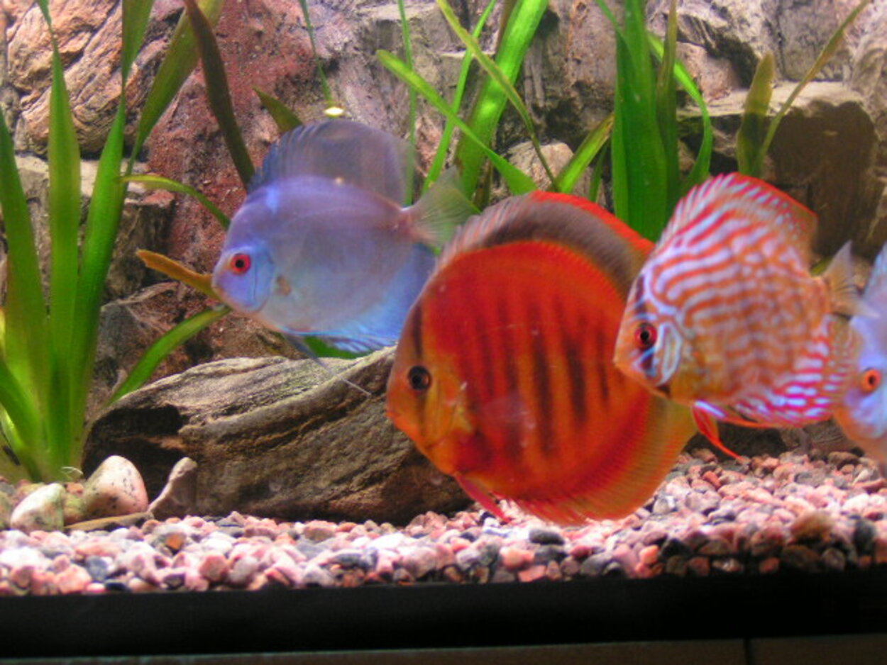 Discus 500L