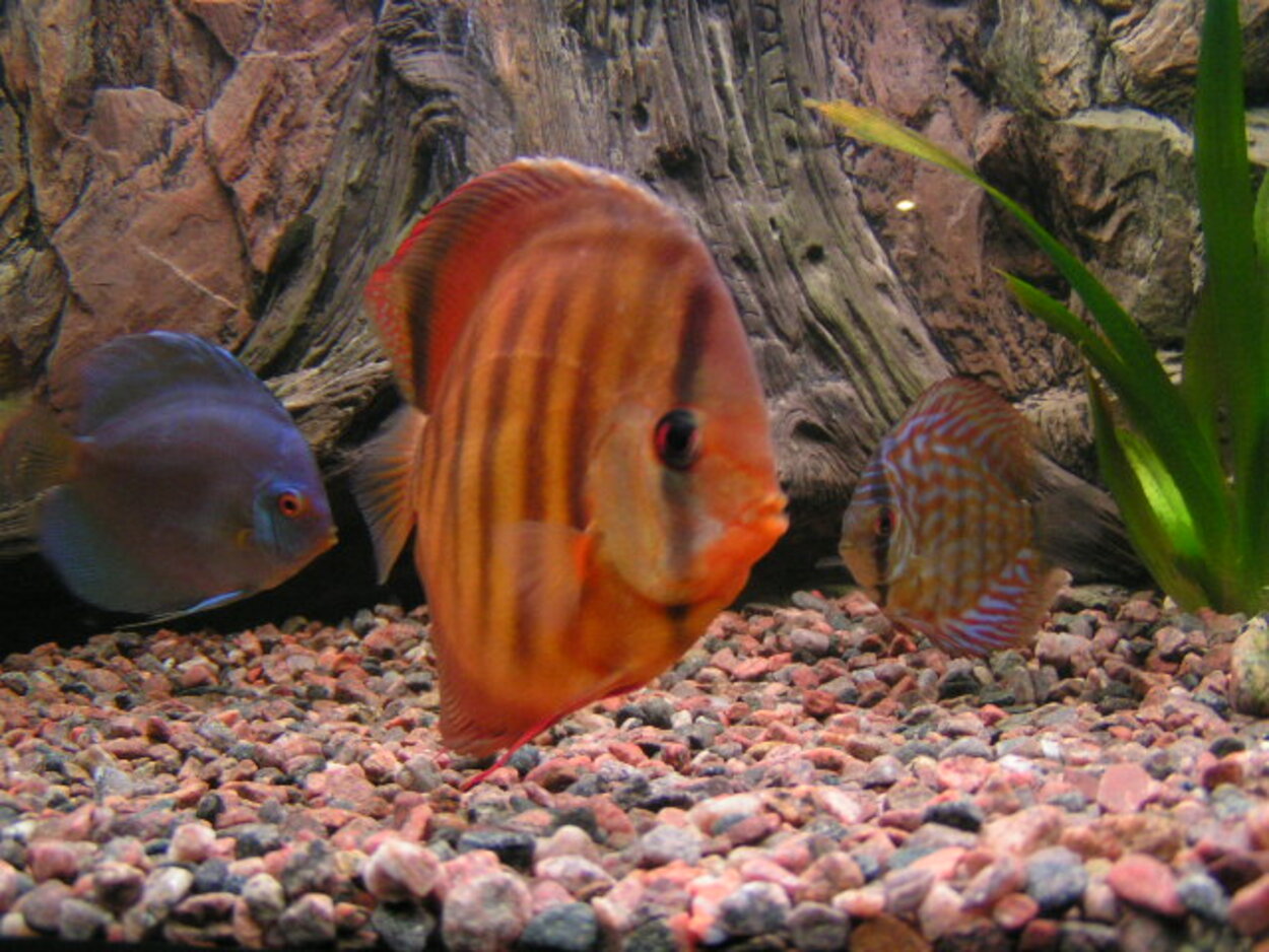 Discus 500L