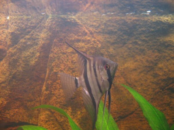 Pterophyllum scalare