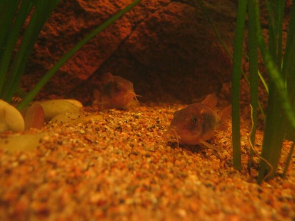 Corydoras aeneus