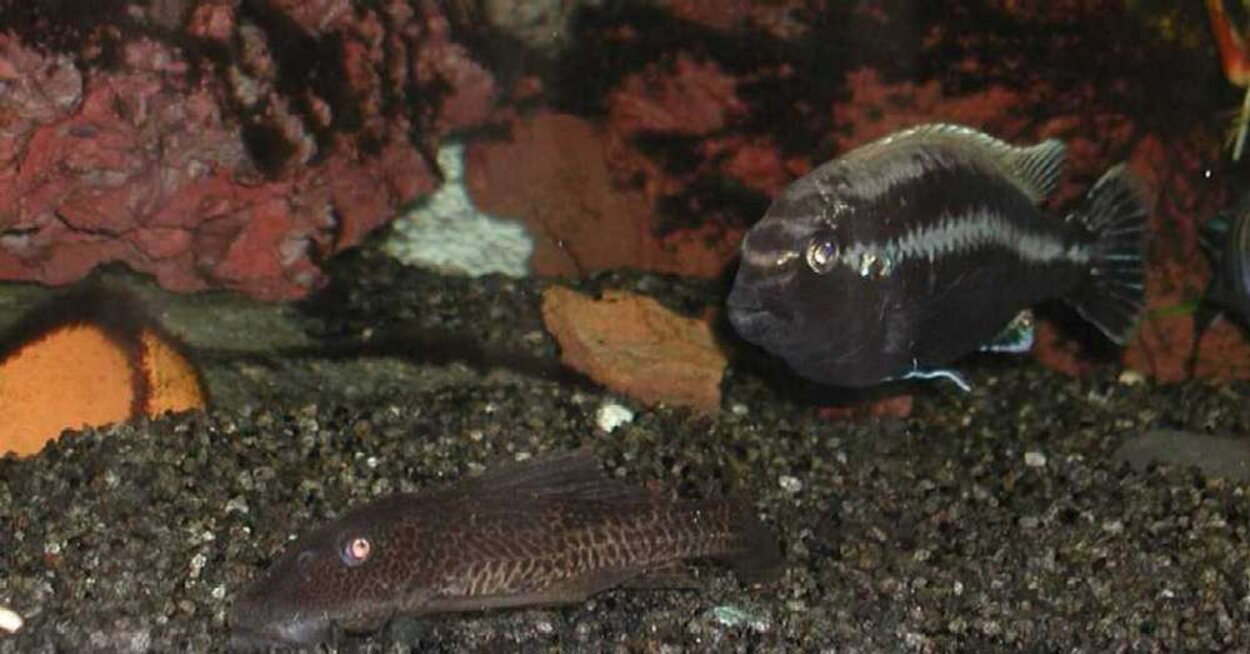 Mal   Auratus