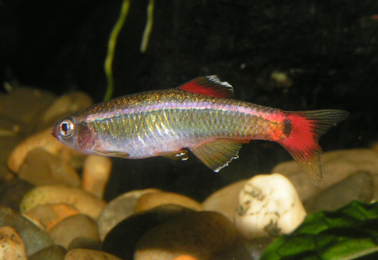 Tanichthys albonubes