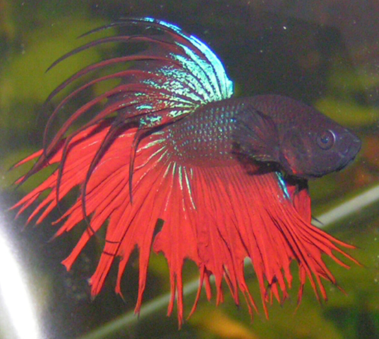 Betta splendens