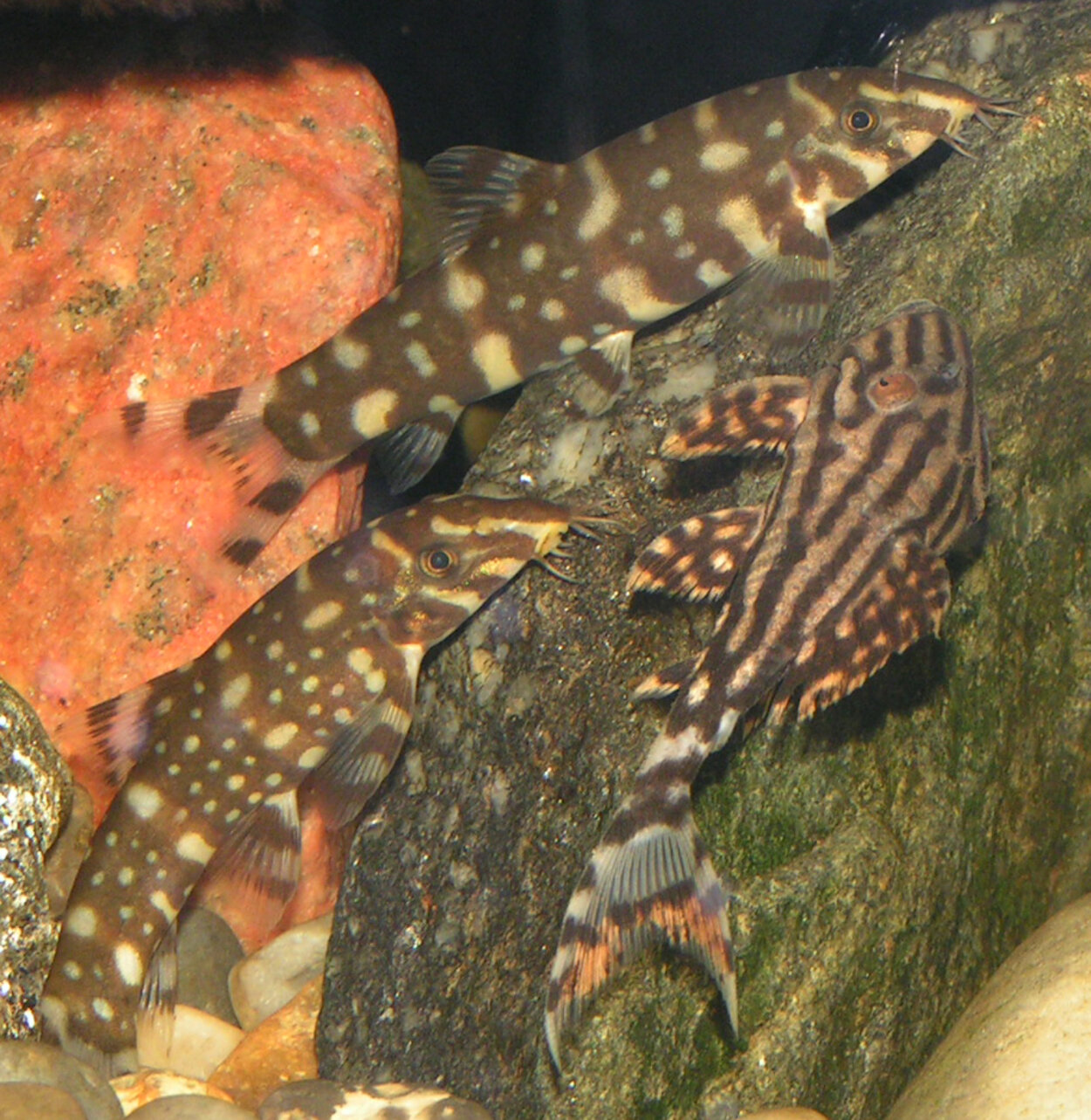 Botia sp. Polka-dot, Panaque Nigrolineatus L190