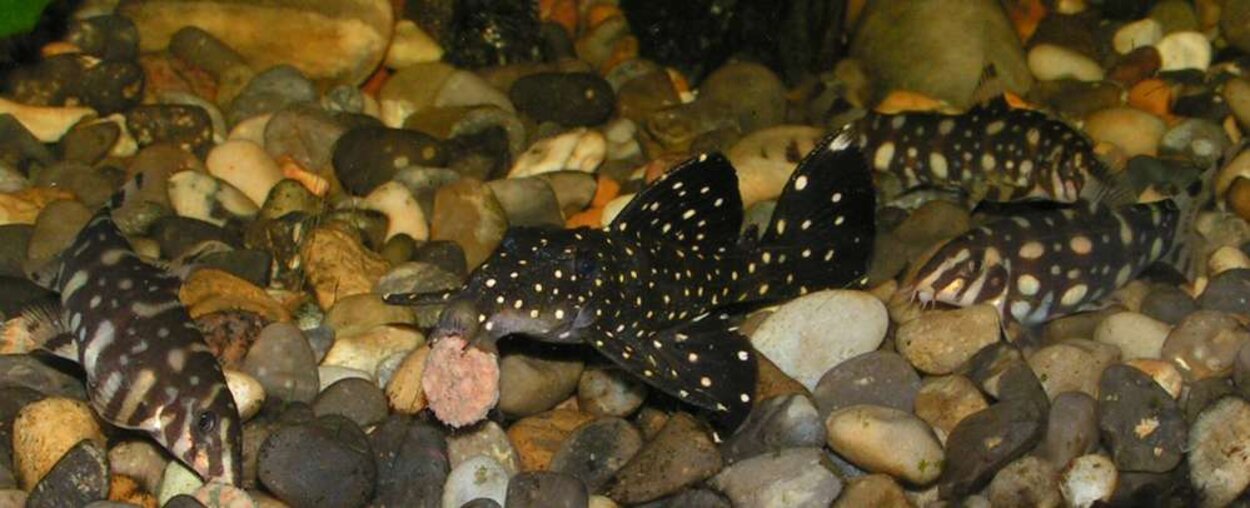 Leporacanthius cf galaxia L240, Botia sp. Polka-dot