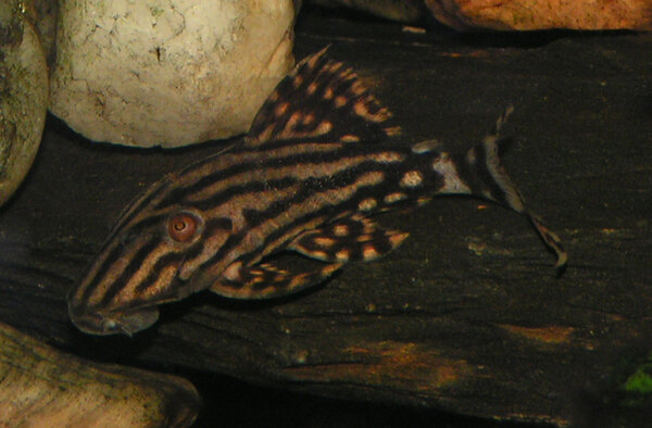 Panaque Nigrolineatus L190