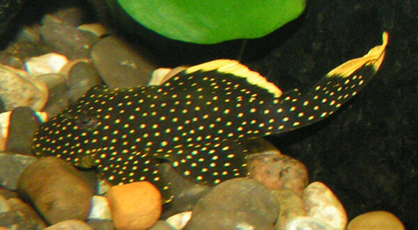 Baryancistrus Sp L081