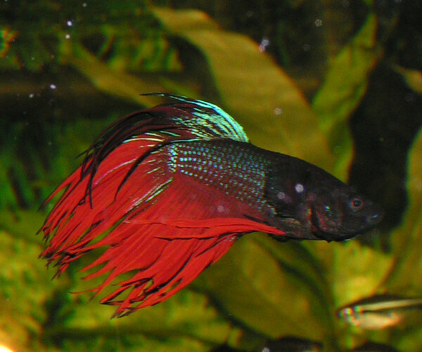 Betta splendens