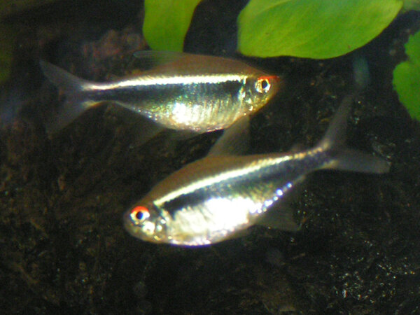 Hyphessobrycon herbertaxelrodi